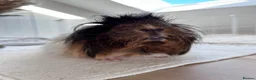 Guinea Pig rodents for sale: 2 Female BONDED Guinea Pigs  - Advert 4