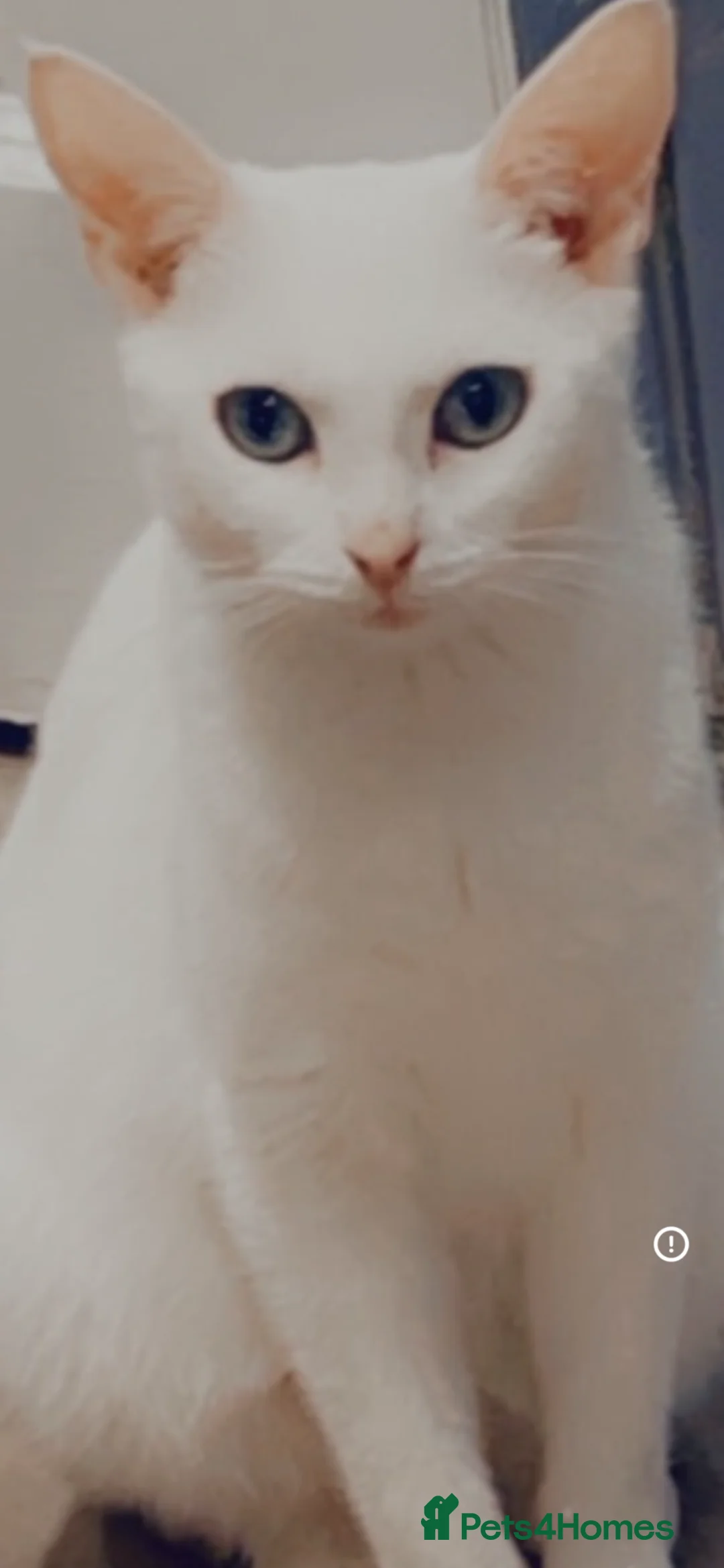 Mixed Breed cats for sale: Beautiful kittens  - Advert 2