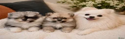 Pomeranian dogs for sale: Pomeranian Unique colour boys  - Advert 13