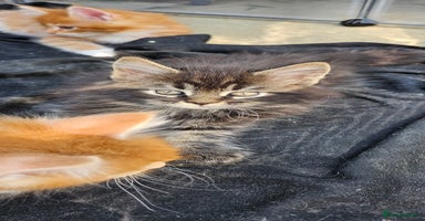 Maine Coon cats - Advert 14