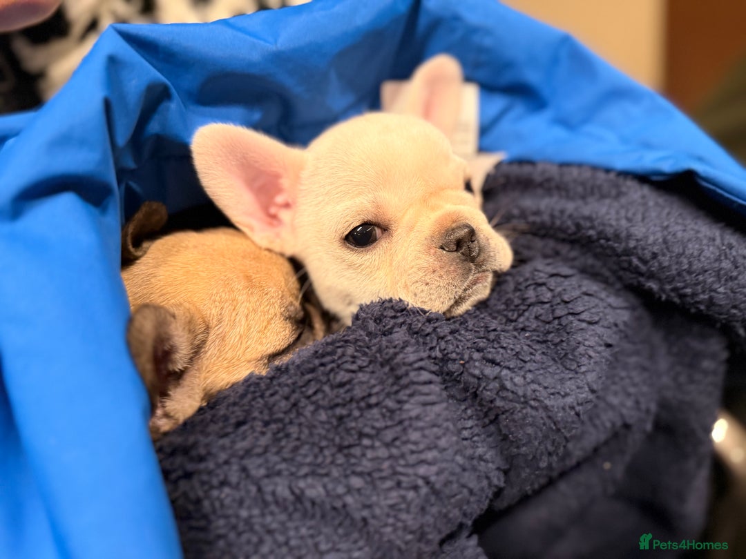 French Bulldog dogs for sale: Super Special KC Registered French Bulldog Puppies - Advert 13