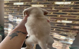 Miniature Dachshund dogs for sale: long haired miniature dachshund puppies - Image 9