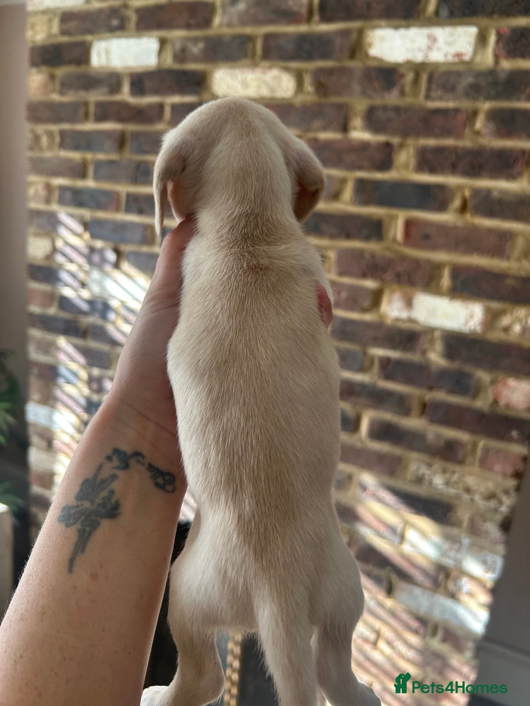 Miniature Dachshund dogs for sale: long haired miniature dachshund puppies - Image 9