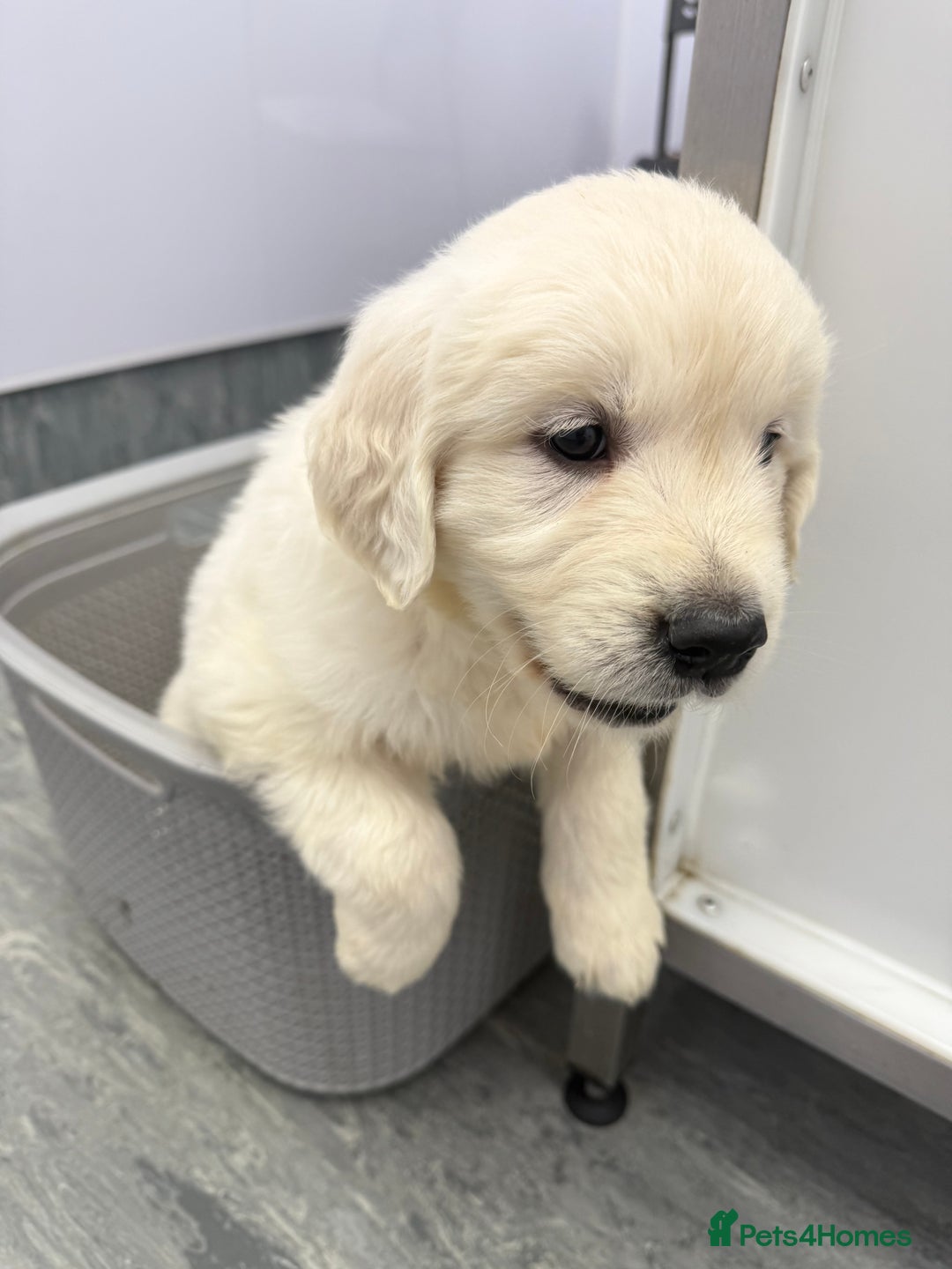 Golden Retriever dogs for sale: English Cream Golden Retriever Babies - Advert 10