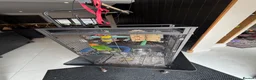 Parrots birds for sale: Caique yellow thighed - Advert 8