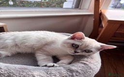 British Shorthair cats for sale: Silver shaded British Shorthair Kitten - Image 7