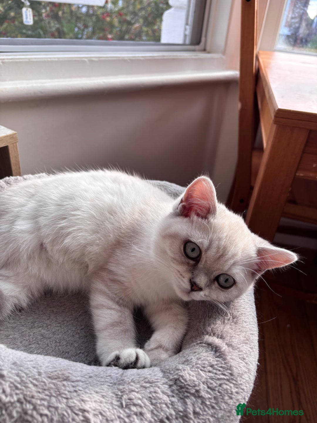 British Shorthair cats for sale: Silver shaded British Shorthair Kitten - Image 7