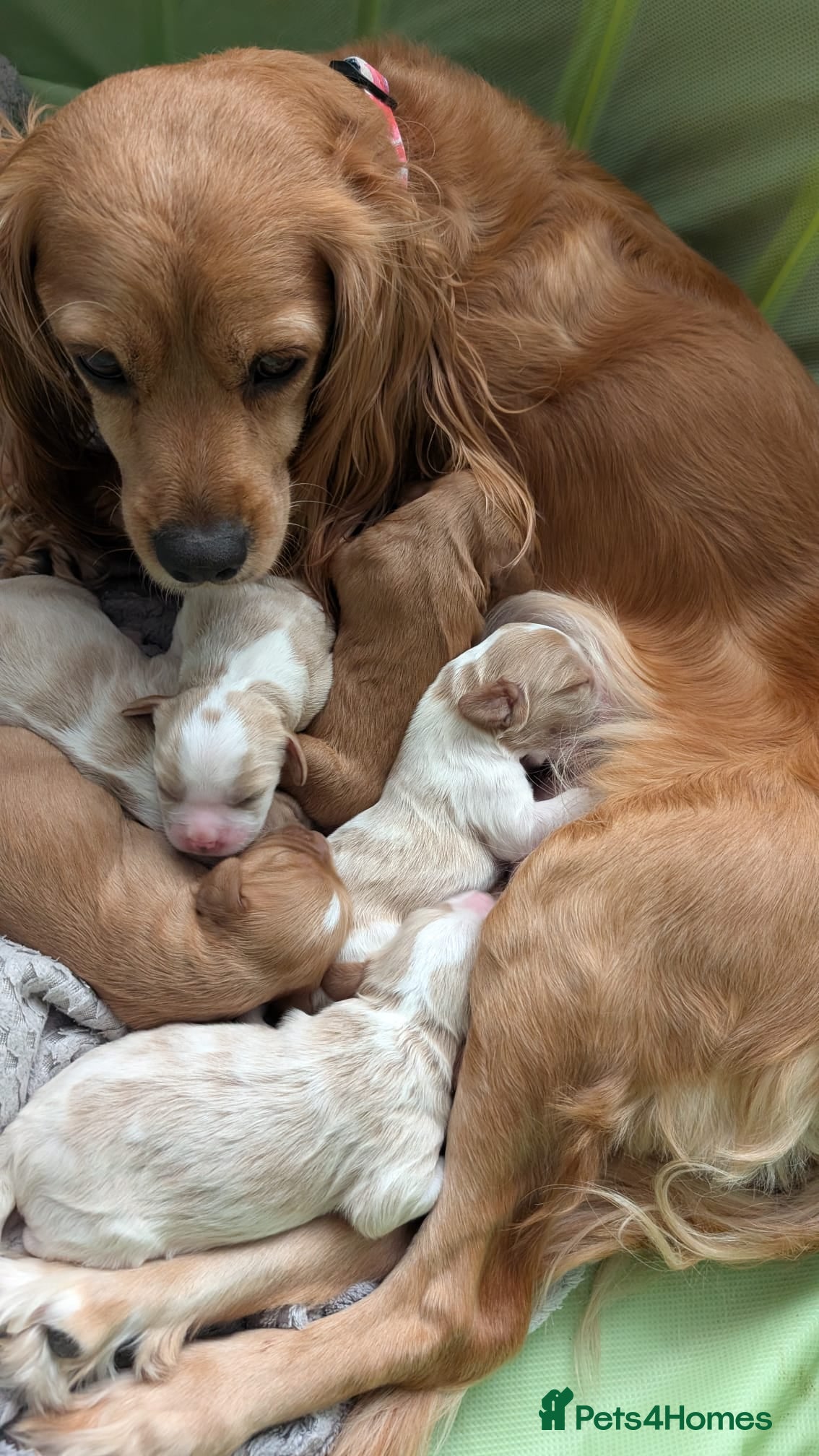 Cavalier King Charles Spaniel dogs for sale: Cavalier King Charles Stunning Puppies! in Aldershot - Advert 2