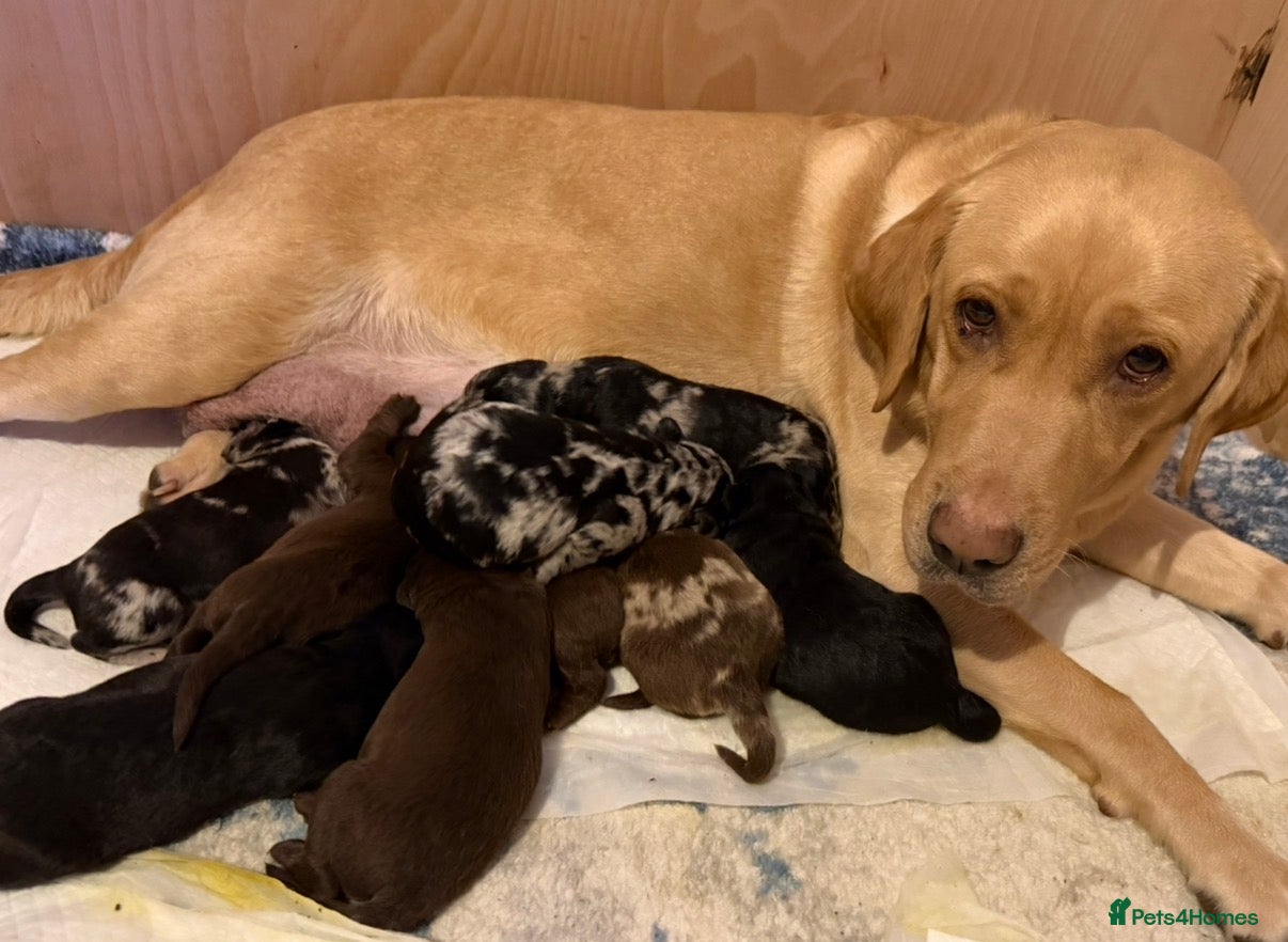 Labradoodle dogs 10 exceptional Labradoodle puppies F1 - Advert 1