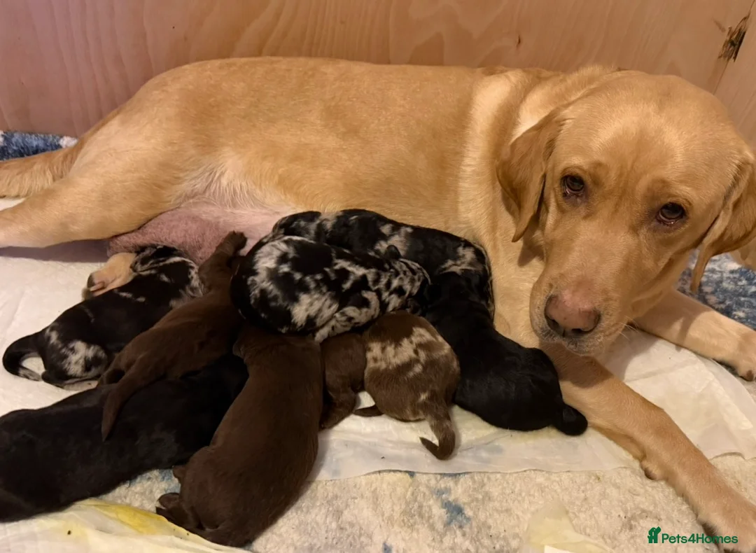 Labradoodle dogs for sale: 10 exceptional Labradoodle puppies F1 in Winsford - Advert 1