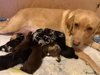 Labradoodle dogs 10 exceptional Labradoodle puppies F1 - Advert 1