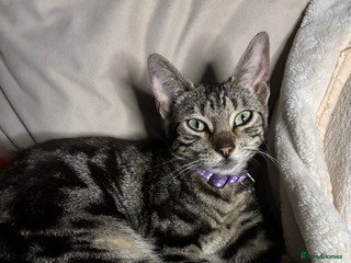 Bengal cats Male and female Bengal looking for forever home. - Advert 4