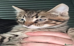 Mixed Breed cats for sale: Beautiful Bengal X kittens - Image 6