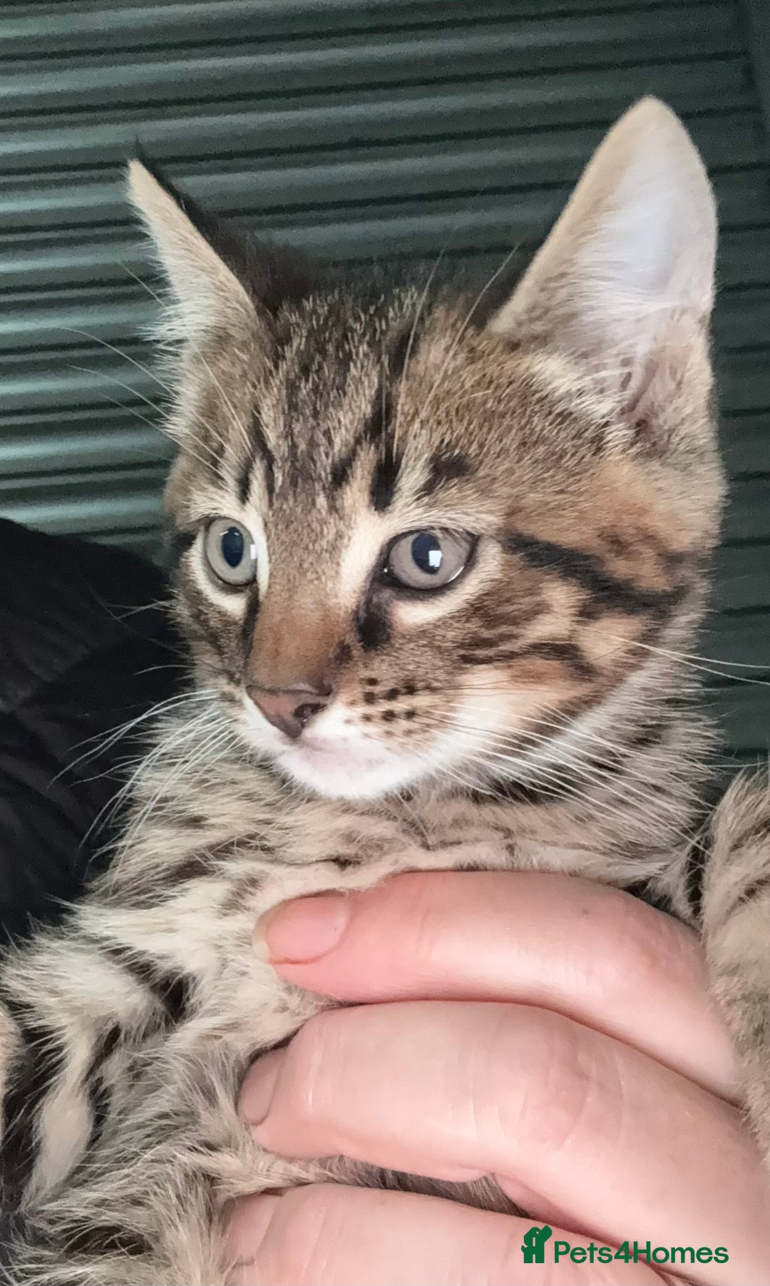 Mixed Breed cats for sale: Beautiful Bengal X kittens - Image 6