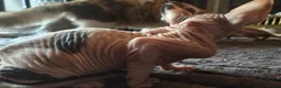 Sphynx cats for sale: Adorable Sphynx kittens  - Advert 9