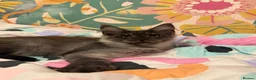 Maine Coon cats for sale: 🐾Beautiful Black Smoke Maine Coon Girl 🐾 - Advert 7