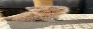 Persian Kitten 3