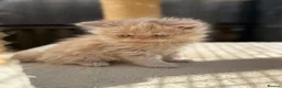 Persian cats for sale: GCCF registered Persian kittens 💙 - Advert 9
