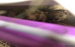 Guinea Pig rodents for sale: 2 beautiful baby boy Guineapigs  - Image 13