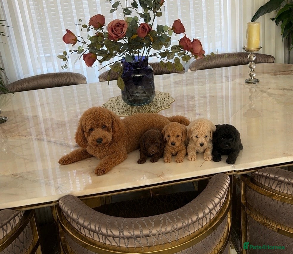 Toy Poodle dogs Four little gorgeous Toy Poodles - Advert 2