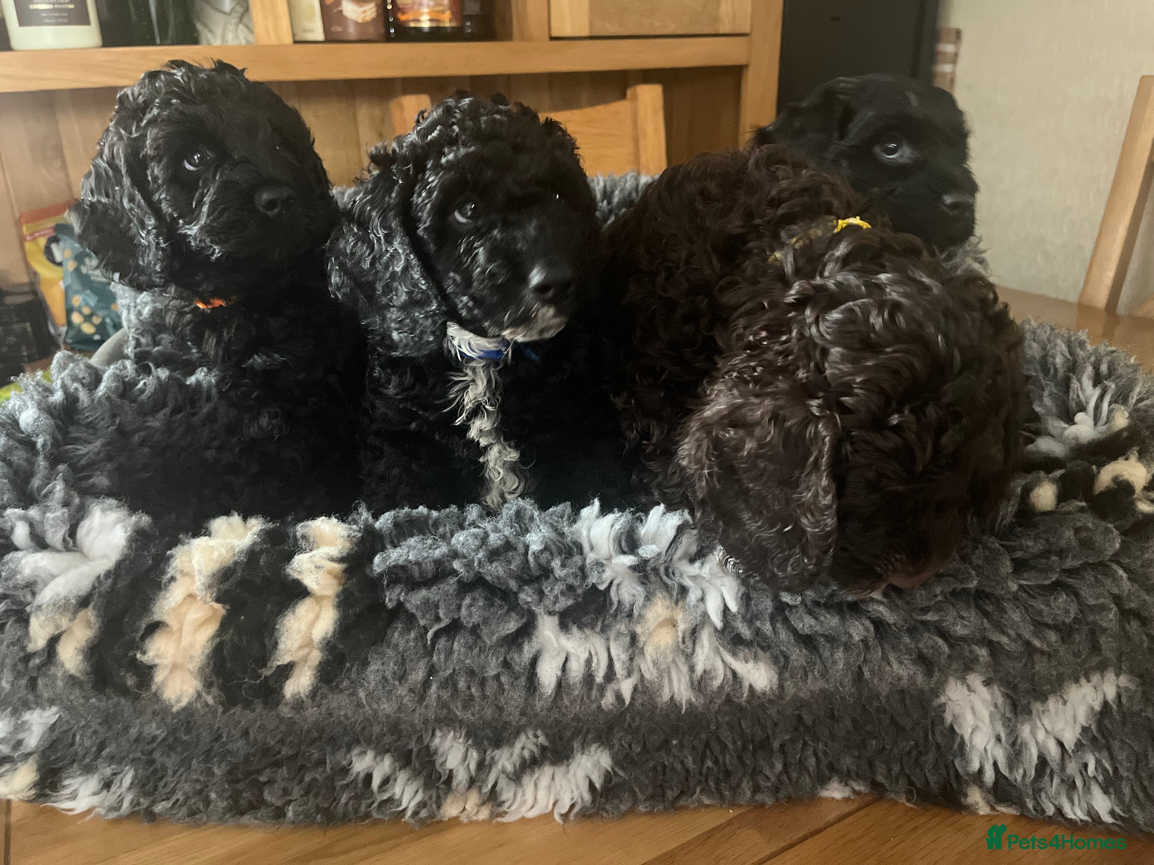 Cockapoo dogs Beautiful cockapoo puppies! - Advert 12