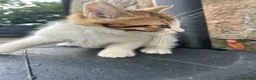 Mixed Breed cats for sale: Beautiful kittens for sale - Advert 6