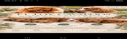 Cavapoo dogs for sale: Planned F1 Toy Cavapoos  - Advert 1