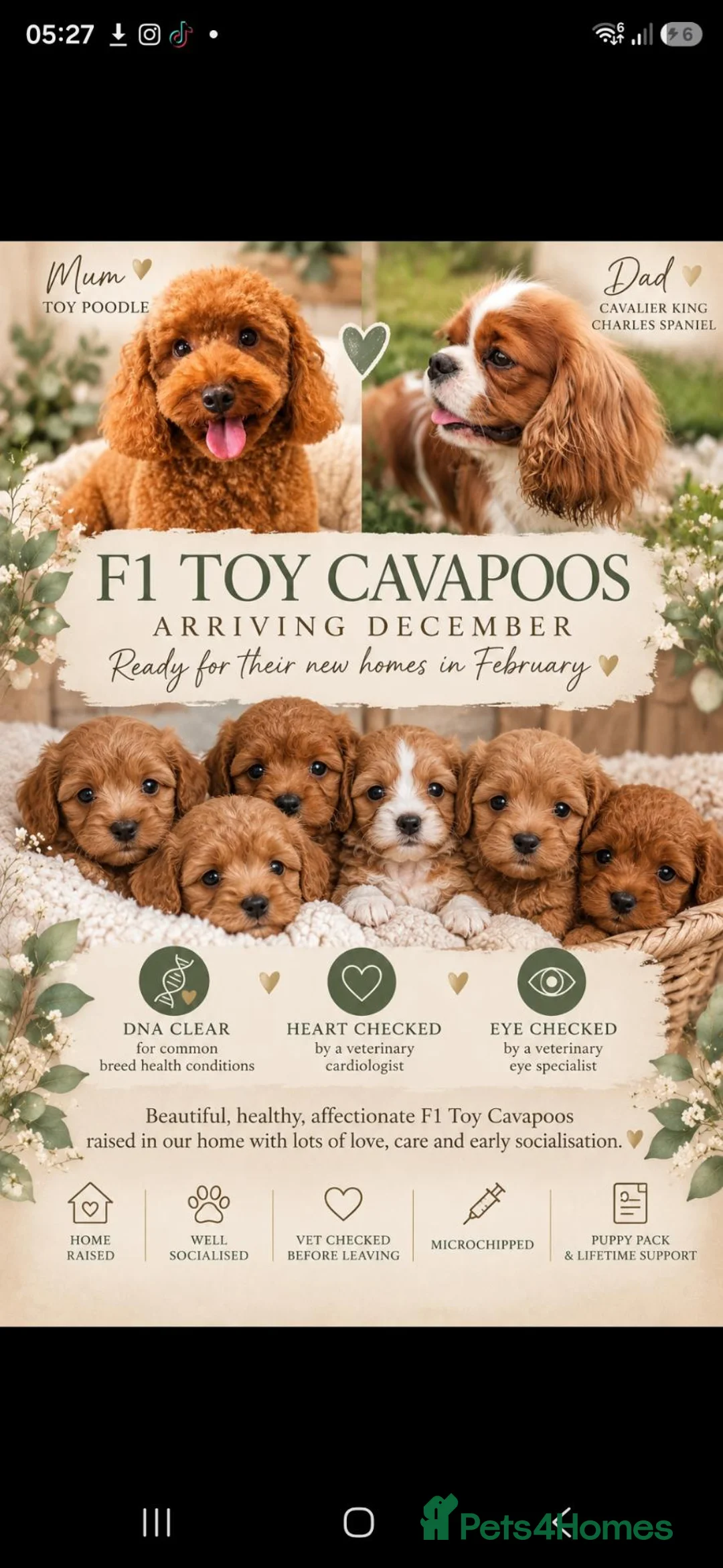 Cavapoo dogs for sale: Planned F1 Toy Cavapoos  - Advert 1