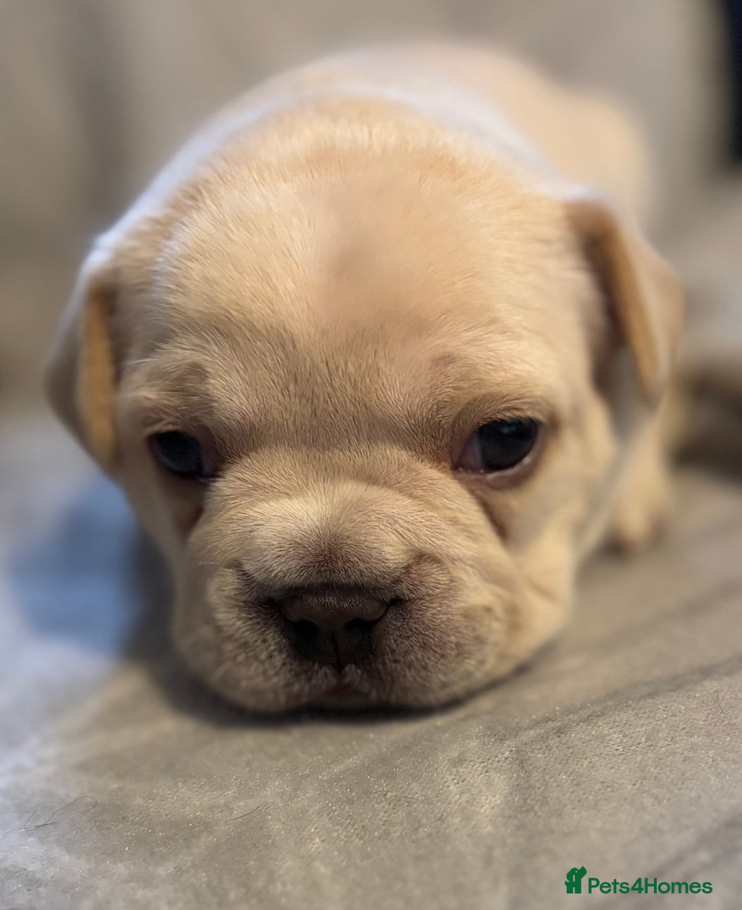 French Bulldog dogs for sale: 3 Beautiful French Bulldog Puppies  - Advert 7