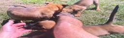 Mixed Breed dogs for sale: Belgian Malinois × German Shepherd Puppies 4 in Radstock - Advert 11