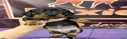 Dachshund dogs for sale: 3 adorable standard dachshund girls available  - Advert 15