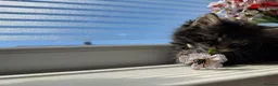 Maine Coon cats for sale: 3 quarter Mainecoon in Workington - Advert 4