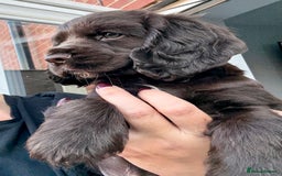 Cocker Spaniel dogs for sale: Beautiful Cocker Spaniel Pups - Image 5
