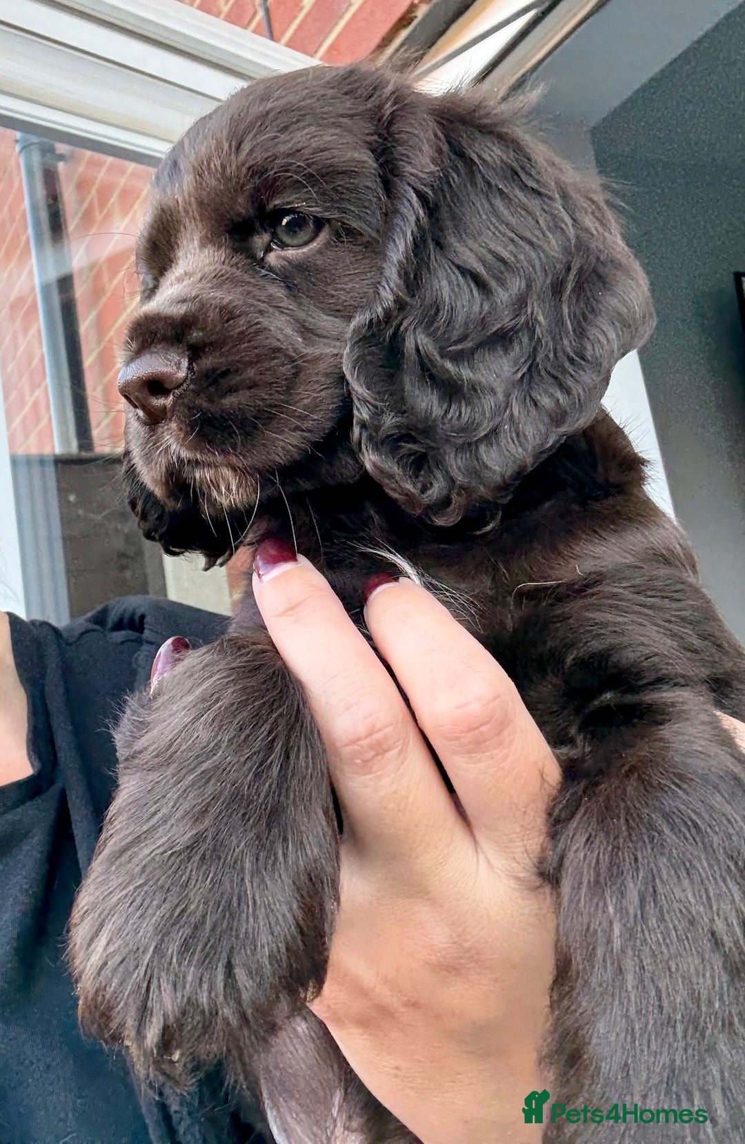 Cocker Spaniel dogs for sale: Beautiful Cocker Spaniel Pups - Image 5