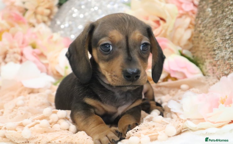Miniature Dachshund dogs - Advert 9