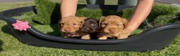 Cockapoo dogs for sale: COCKAPOO PUPPIES beautiful  in Oldham - Advert 10