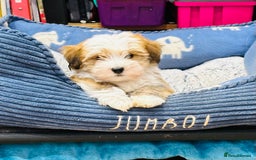 Havanese dogs for sale: Havanese Puppies - KC Reg, Champ Show Lines - Image 2