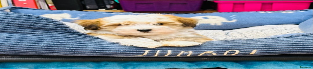 Havanese Puppy 2