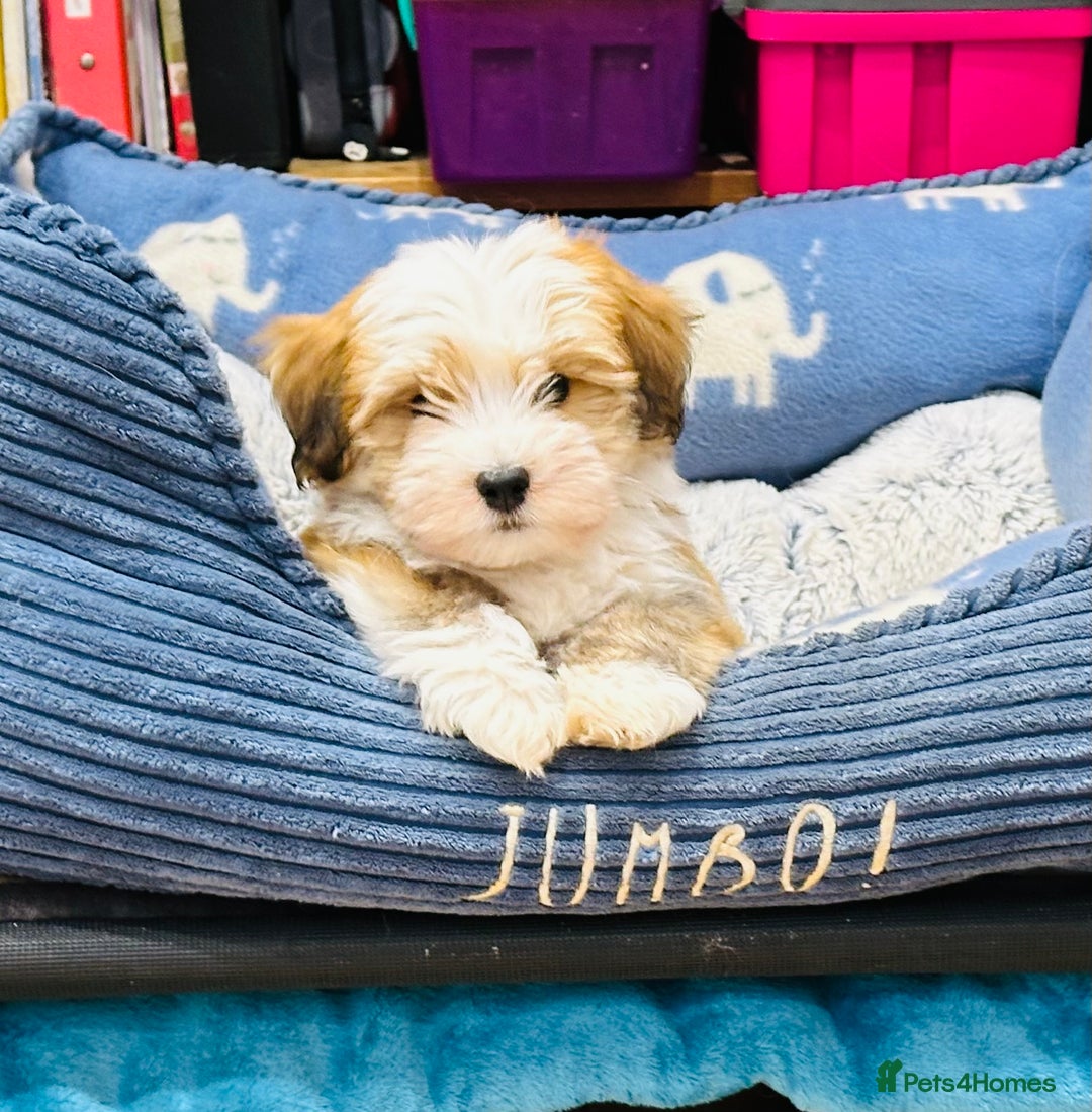 Havanese dogs for sale: Havanese Puppies - KC Reg, Champ Show Lines - Image 2