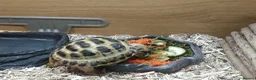 Tortoise reptiles for sale: Horsfield Tortoise Unsexed + Vivarium in Newcastle upon Tyne - Advert 4