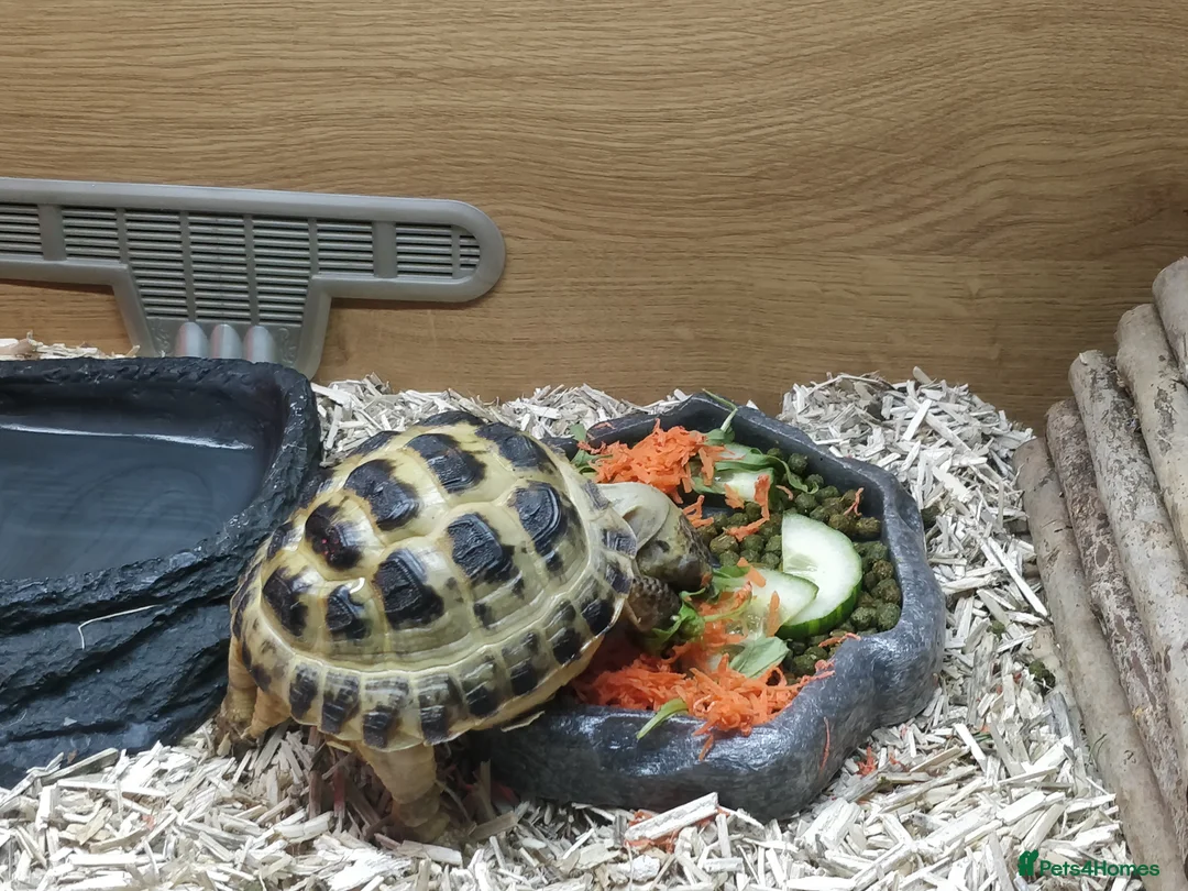 Tortoise reptiles for sale: Horsfield Tortoise Unsexed + Vivarium in Newcastle upon Tyne - Advert 4