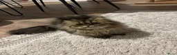 Persian cats for stud: Proven Persian Stud Cat  - Advert 9