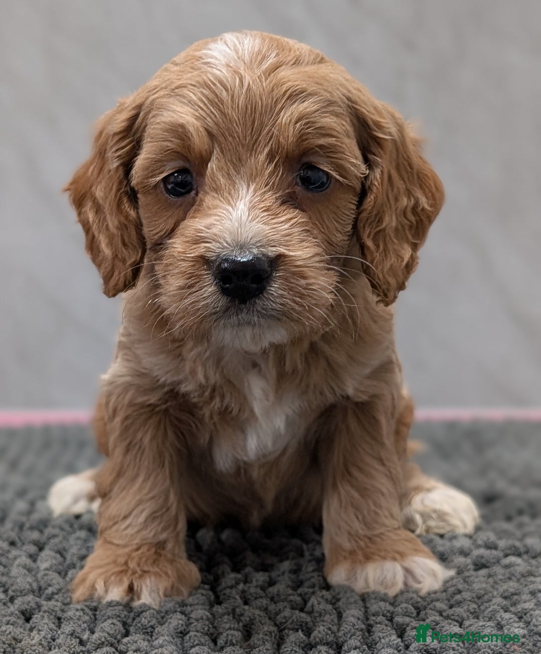 Cockapoo dogs for sale: Licensed breeder, health tested F1 cockapoo pups - Advert 18