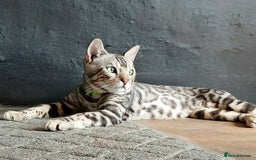 Bengal cats for stud: Silver Bengal Stud 🩶 TICA reg. in Luton - Image 1