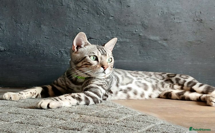 Bengal cats in Luton - Advert 2
