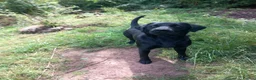 Labrador Retriever dogs for sale: Gorgeous KC registered puppies.  - Advert 5