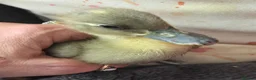Ducks poultry for sale: 5 little ducklings runner cross call duck - Advert 1