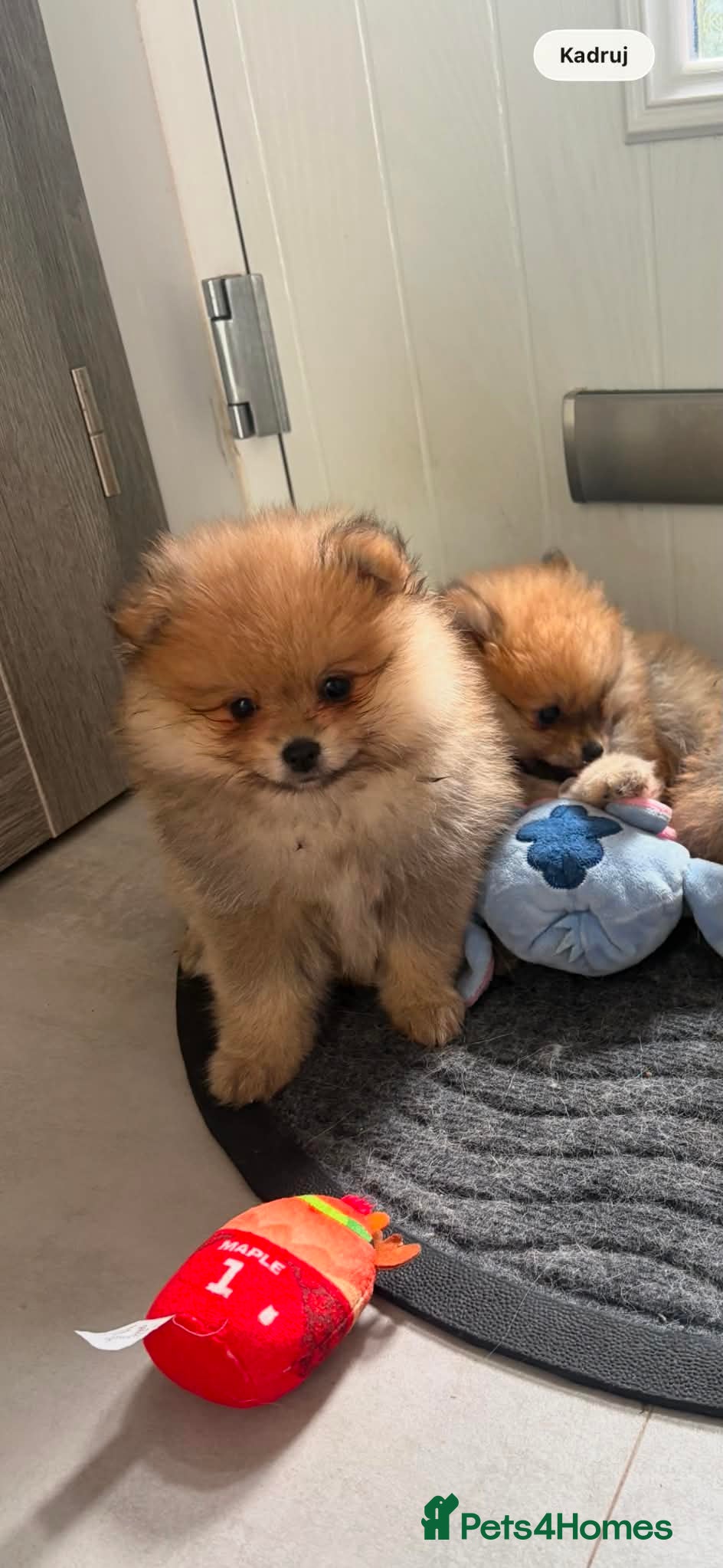 Pomeranian dogs Beautiful champion-line Pomeranian puppies 🩷🐶💙 - Advert 10