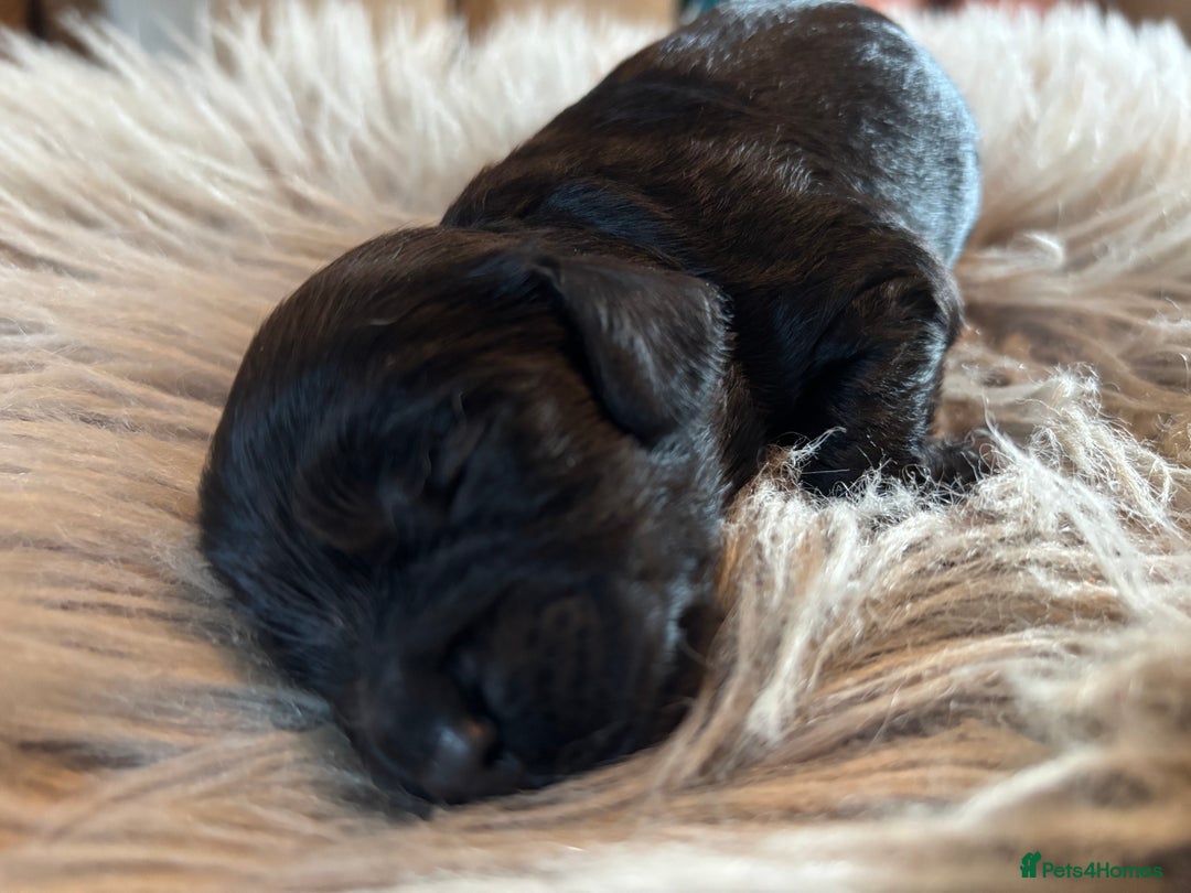 Cockapoo dogs for sale: 5 Chunky Miniature Cockapoos - Image 11