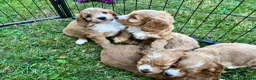Cockapoo dogs for sale: Beautiful cockapoos - Advert 21